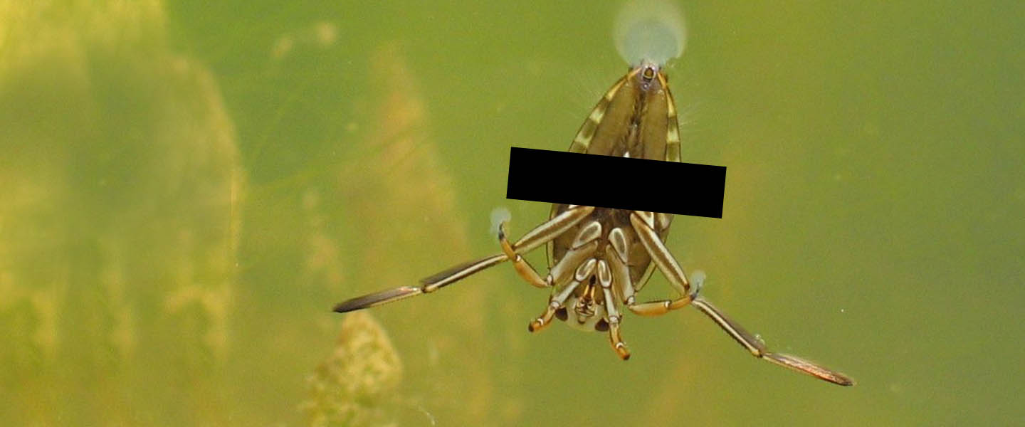 A leggyakoribb medence problémák